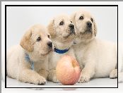Jabłko, Szczeniaki, Labrador retriever