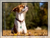 Jack Russell, Liście, Pies, Jesień