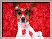 Jack Russell terier, Serca, Pies, Okulary