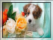 Jack Russell terrier, Kwiaty, Pies, Szczeniak