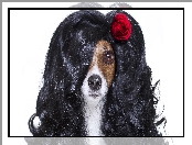 Jack Russell terrier, Róża, Pies, Peruka