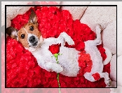Jack Russell terrier, Płatki, Róża