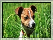 Jack Russel Terrier, Trawa