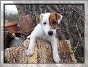 pieniek, Jack Russell Terrier