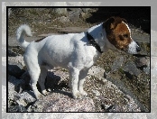 Jack Russell Terrier, skały