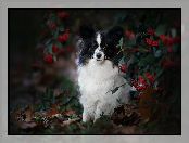 Jagody, Spaniel kontynentalny miniaturowy Papillon, Krzew