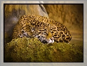 Jaguar