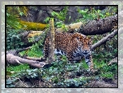 Drzewa, Jaguar, Powalone