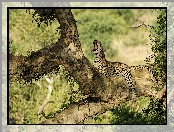 Jaguar, Drzewo
