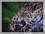 Jaguar, Kły