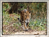 jaguar, Las