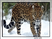 Jaguar, Śnieg