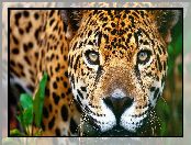 Jaguar, Oczy