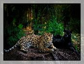 Jaguar, Grafika 2D, Czarna pantera, Skała