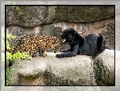 Skały, Jaguar, Pantera