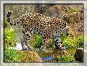 Skały, Jaguar, Woda
