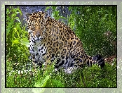 Trawa, Jaguar