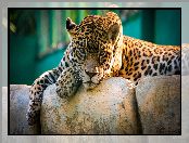 Zoo, Jaguar, Kamienie