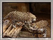 ZOO, Jaguary, Para