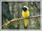 Modrowronka zielona, Inca Jay, Gałąź, Ptak