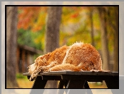 Jesień, Leżący, Golden retriever