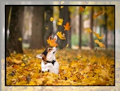 Jesień, Liście, Welsh Corgi, Pies, Las