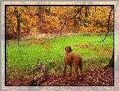 jesień, Rhodesian ridgeback, złota