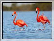 Jezioro, Dwa, Flamingi