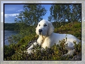 Jezioro, Pies, Golden retriever