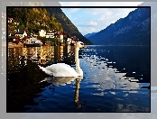 Austria, Hallstatt, Jezioro, Góry, Łabędź