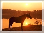 Jezioro, Koń, Zachód Słońca