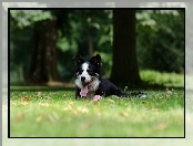 Jęzor, Border collie, Liście, Łąka, Leżący