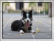 Jęzor, Border collie, Pysk