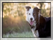 Język, Border collie, Pysk