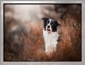 Język, Border collie, Trawa