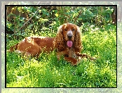 Język, Cocker spaniel, Pies, Zarośla