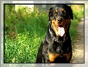 Język, Trawa, Rottweiler, Obroża