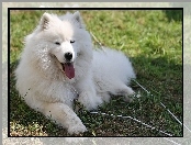 język, Samojed