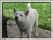 Jindo, łańcuch