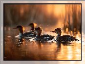 Grafika AI, Woda, Kaczki, Nurogęsi, Ptaki