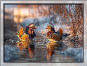 Grafika ai, Staw, Kaczki, Mandarynki, Zima, Zarośla