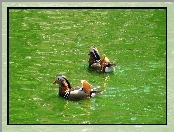 Kaczki Mandarynki, Woda, Pływające