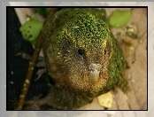 Spojrzenie, Kakapo, Dzi�b