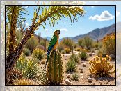 Rośliny, Kaktus, Kamienie, Zielona, Papuga