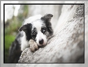 Kamień, Border collie, Pyszczek