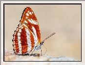 Rozmycie, Kamień, Brązowo-biały, Motyl, Athyma fortuna