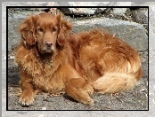 Kamienia, Piesek, Golden Retriever