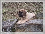 kamienie, Mastif angielski, Mastiff