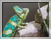 Kamienie, Kameleon