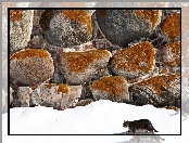 Kot, Kamienie, Śnieg
